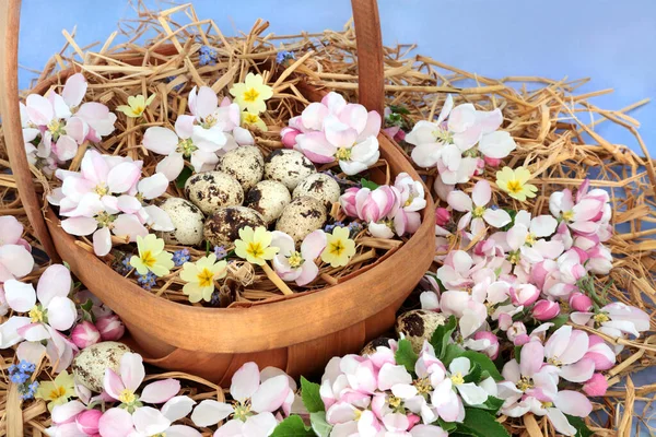 Påskkorg Med Vaktelägg Primula Äppelblomma Vårsymboler För Hälsosam Mat Koncept — Stockfoto