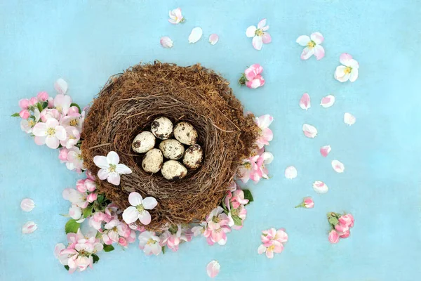 Quail eggs & apple blossom flowers in a natural birds nest & loose. Healthy fresh food concept. Flat lay, top view.