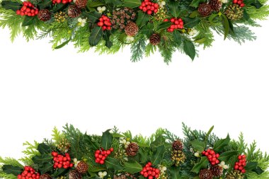 Dekoratif kış, Noel ve Yeni Yıl çiçekleri, kutsal, sarmaşık, ökseotu, sedir köknarı köknar yaprakları beyaz arka planda. Şenlik sezonu için doğal yeşillik. Düz konum, üst görünüm, kopyalama alanı.