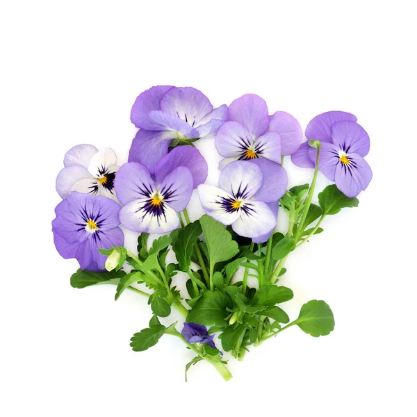 Lila Pansy Viola Blommor Vit Bakgrund Hälsosam Mat Och Garnering — Stockfoto