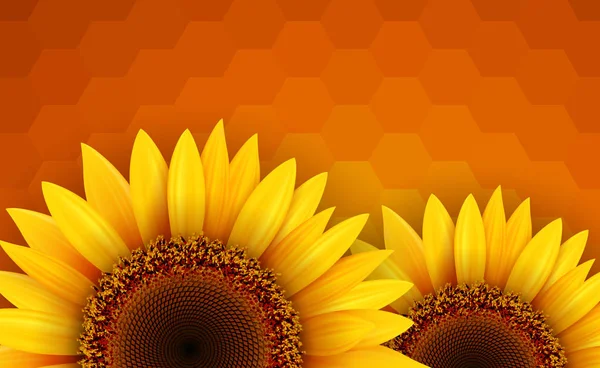 Sonnenblumen Hintergrund Romantische Blume Vektor Hintergrund — Stockvektor