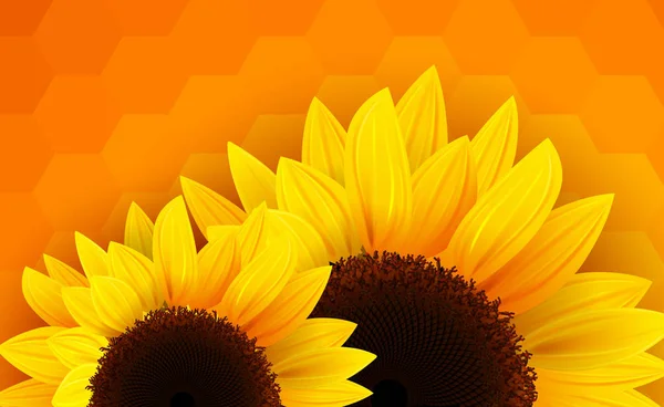 Sonnenblumen Hintergrund Romantische Blume Vektor Hintergrund — Stockvektor