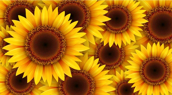 Sunflowers background, summer flowers vector illustration.