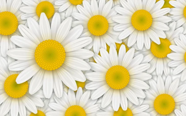 白いデイジーの花 ベクトル イラストと背景 — ストックベクタ