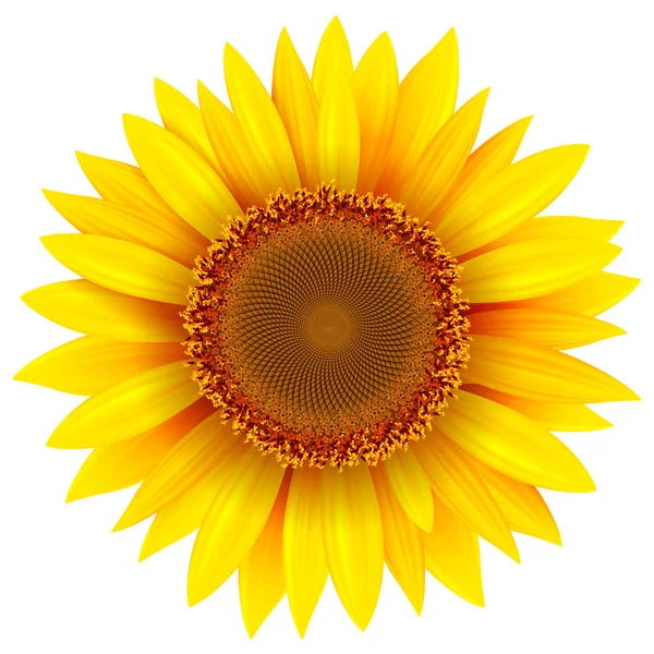 Sonnenblume Isoliert Vektorillustration — Stockvektor