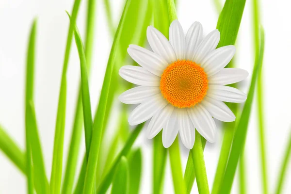 Fundo Flor Grama Verde Whith Branco Margarida Flor Primavera Fundo — Fotografia de Stock