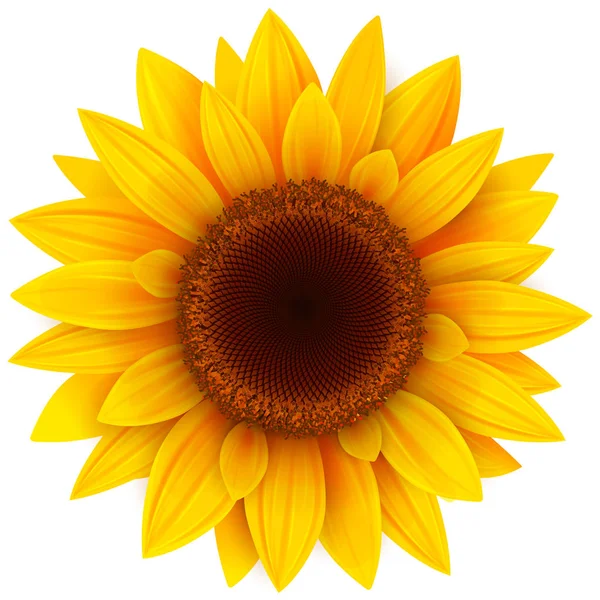Sunflower — Stock Vector © cobalt88 #86350528
