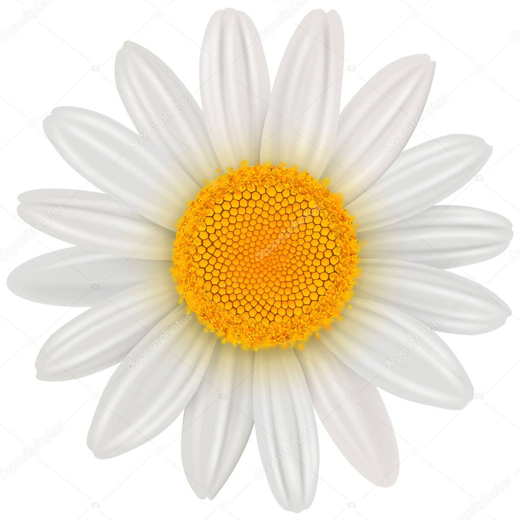 Daisy flower isolated, vector illustration.