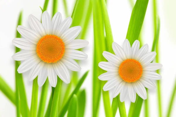 Квітковий Фон Зелена Трава Білим Ромашковим Квітковим Весняним Тлом — стокове фото