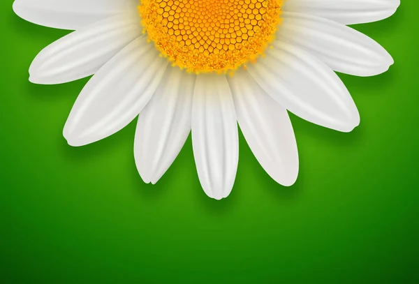 Fundo Ensolarado Verde Com Flor Margarida Primavera Branca — Fotografia de Stock