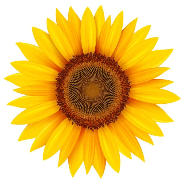 Bunga Matahari Terisolasi Ilustrasi Vektor - Stok Vektor