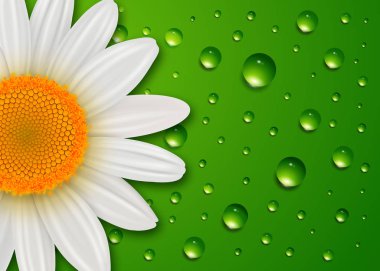 Flower background, white daisy flower over green water drops spring background clipart