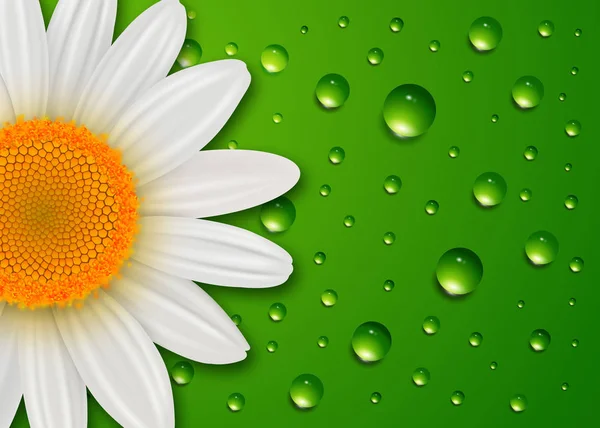 Φόντο Λουλούδι Μαργαρίτα Λευκό Λουλούδι Πάνω Στο Πράσινο Νερό Σταγόνες — Φωτογραφία Αρχείου