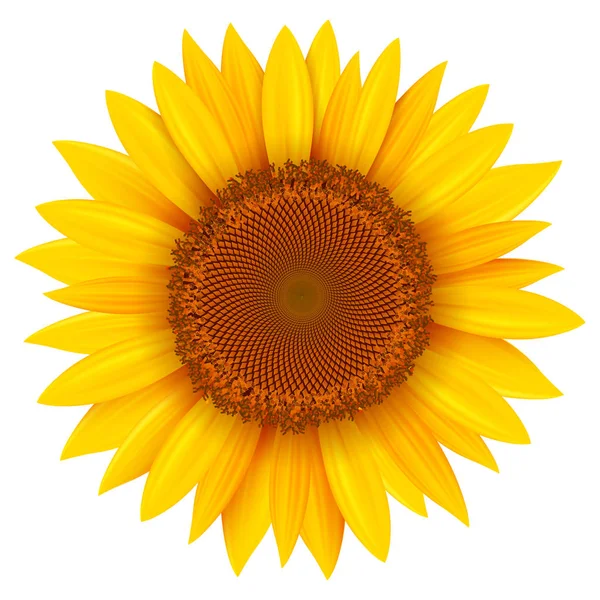 Girasole Isolato Illustrazione Vettoriale — Vettoriale Stock