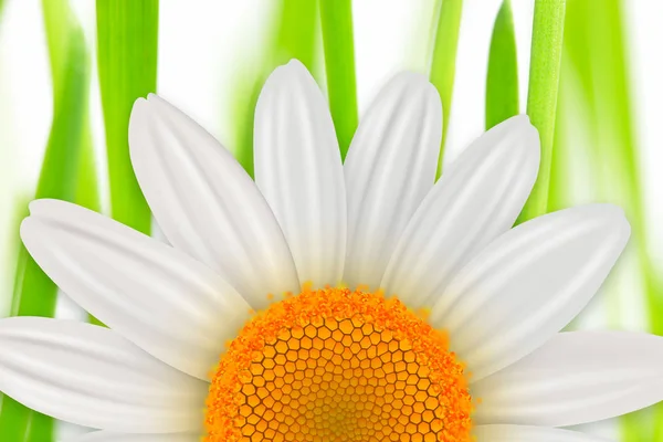 Квітка весни фону — стокове фото