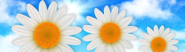 Flowers background, daisy flowers over blue sky — Stock Photo, Image