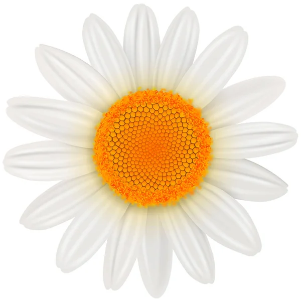 Daisy flower geïsoleerd — Stockvector