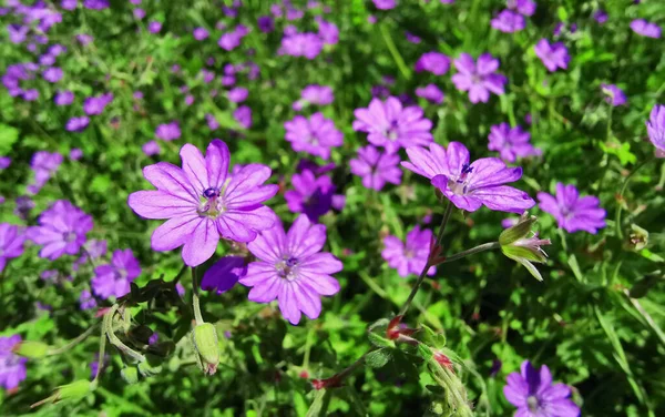 紫色の野生の春の花と花の背景マクロ — ストック写真