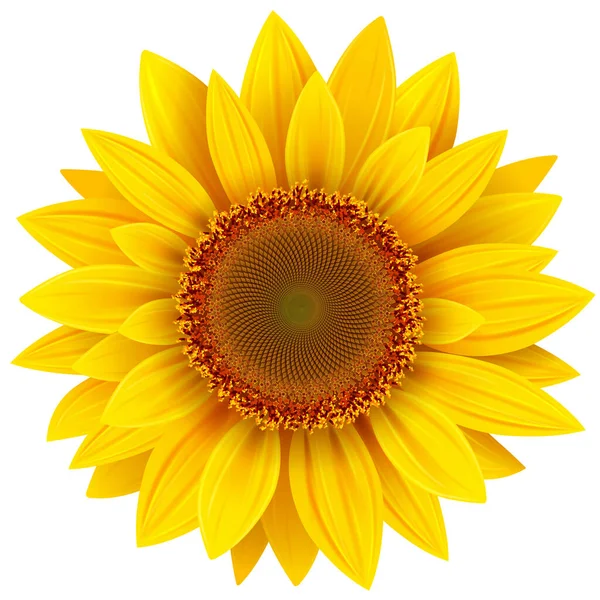 Girasol Aislado Flor Verano Amarillo Vector Ilustración — Archivo Imágenes Vectoriales