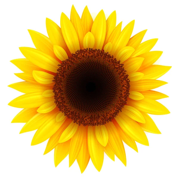 Bunga Matahari Diisolasi Realistis Kuning Bunga Musim Panas Vektor Ilustrasi - Stok Vektor
