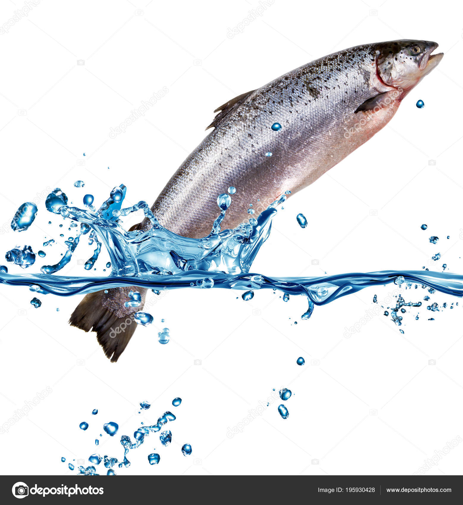 Salmon Coming Out Water Stock Photo by ©lsantilli 195930428