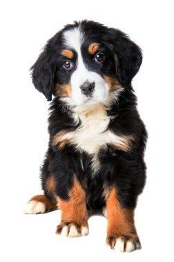 Beyaz arka plan üzerinde izole bernese dağ köpeği köpek yavrusu 