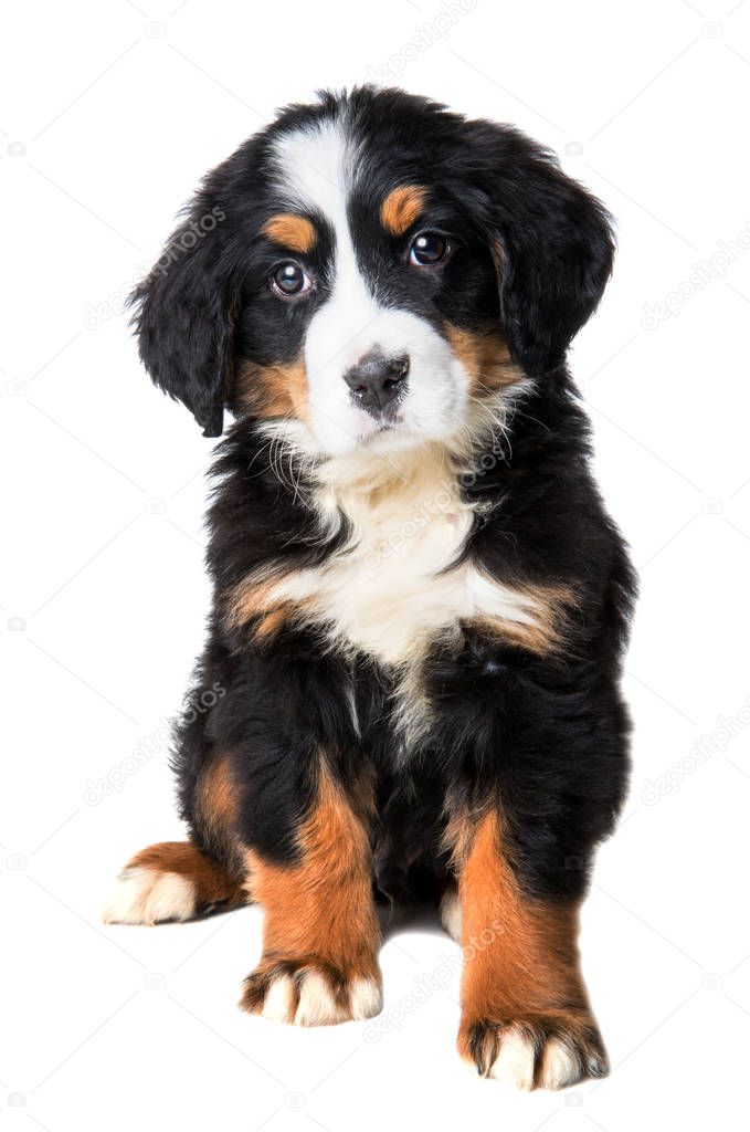 bernese mountain dog puppy isolated on white background 