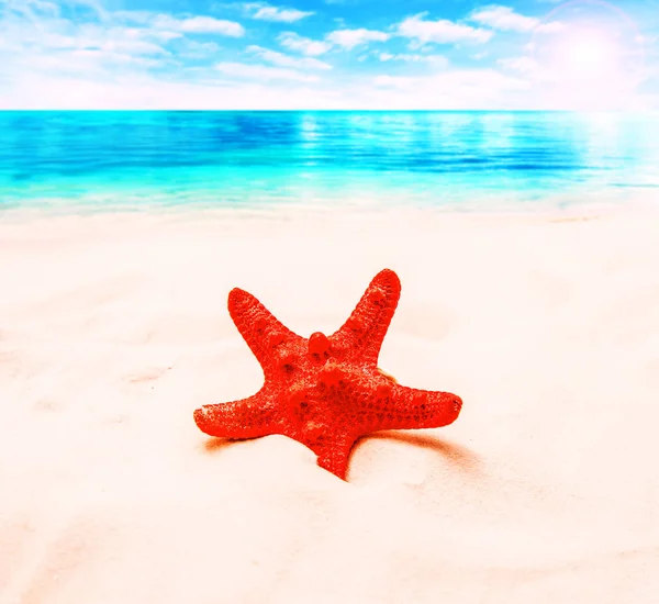 Red starfish on white sand and blue sea