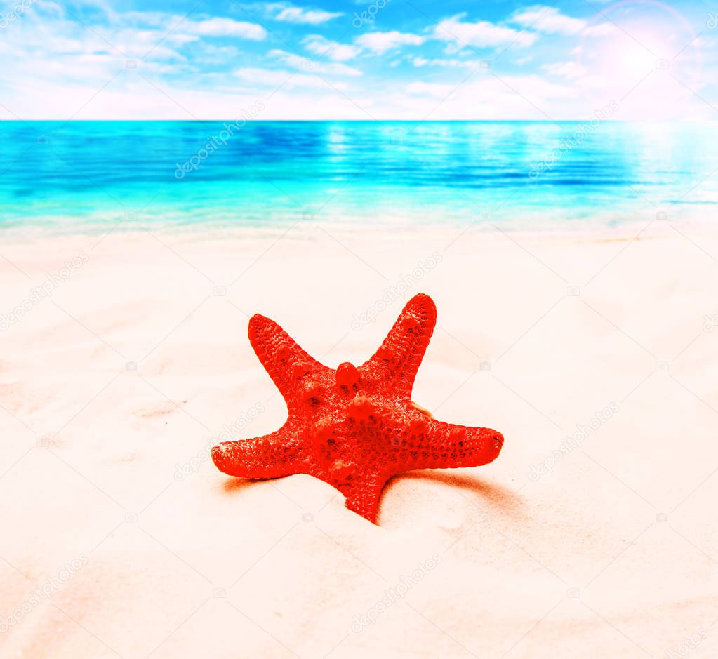 Red starfish on white sand and blue sea 