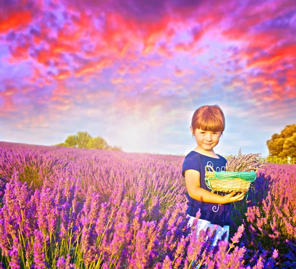 Menina Feliz Está Campo Lavanda Detém Uma Cesta Flores — Fotografia de Stock