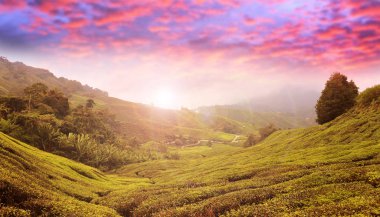 çay plantasyon cameron highlands, Malezya 
