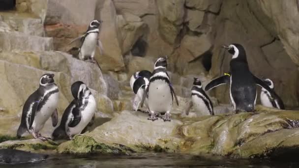 Gruppe Von Pinguinen Aquarium — Stockvideo