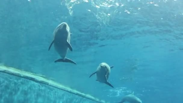 Dolphins Swimming Water — Stock Video