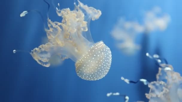 Jellyfish Swimming Water — Stock Video