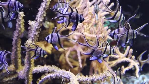 水族館の Banggai の枢機卿は魚のグループ — ストック動画