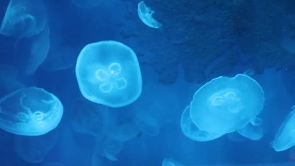 水母在水中游泳 — 图库视频影像