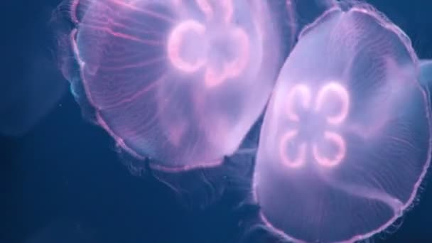 Medusas Nadando Água — Vídeo de Stock