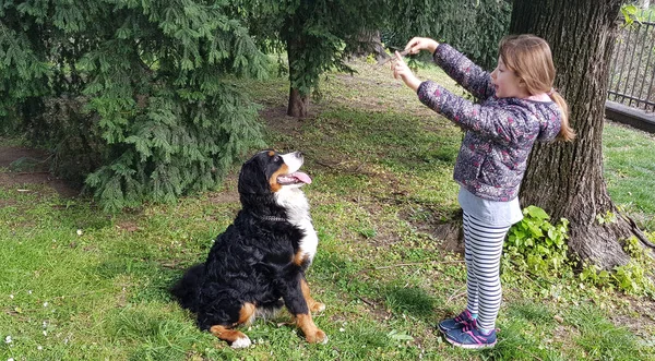 Маленький ребенок играет с собакой в парке — стоковое фото