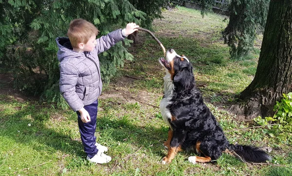 Маленький ребенок играет с собакой в парке — стоковое фото
