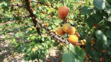 güneşli bir yaz gününde Orchad kayısı ağacı