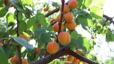 güneşli bir yaz gününde Orchad kayısı ağacı