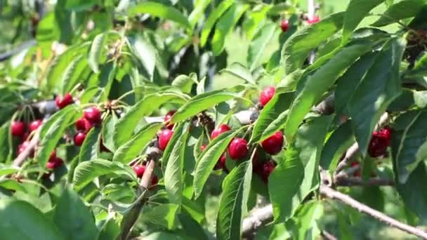 Cerejeiras Pomar Dia Verão — Vídeo de Stock