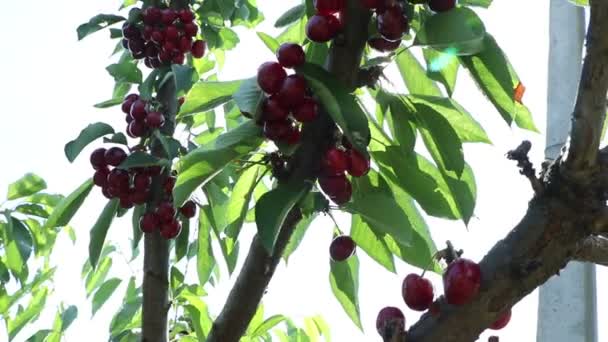 Cerejeiras Pomar Dia Verão — Vídeo de Stock