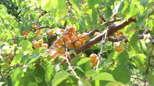 Güneşli Bir Yaz Gününde Orchad Kayısı Ağacı — Stok video