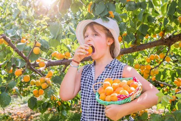 Menina bonita, jovem é a colheita de damascos em um verão bonito da — Fotografia de Stock