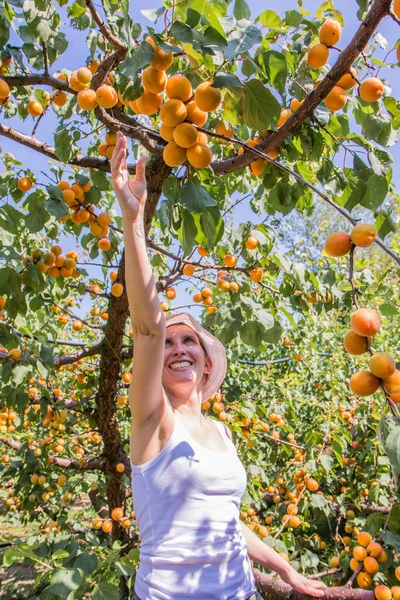 Trevlig kvinna plockar aprikoser upplyst av varma sommar ljus — Stockfoto