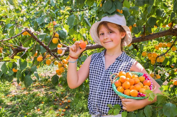 Hübsches, junges Mädchen erntet Aprikosen in einem schönen Sommer da — Stockfoto