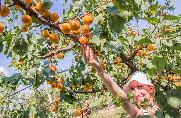 Trevlig kvinna plockar aprikoser upplyst av varma sommar ljus — Stockfoto