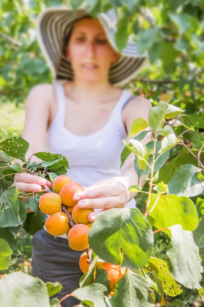 Bonita, mujer joven es la cosecha de albaricoques en un verano hermoso da — Foto de Stock