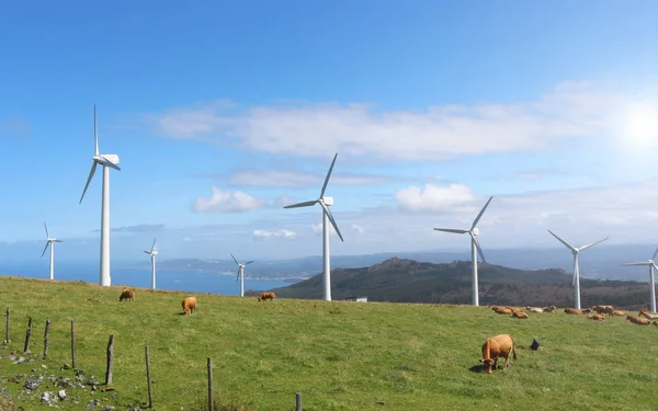 Kor som betar i gröna berg mellan vindturbiner i Cape eller — Stockfoto